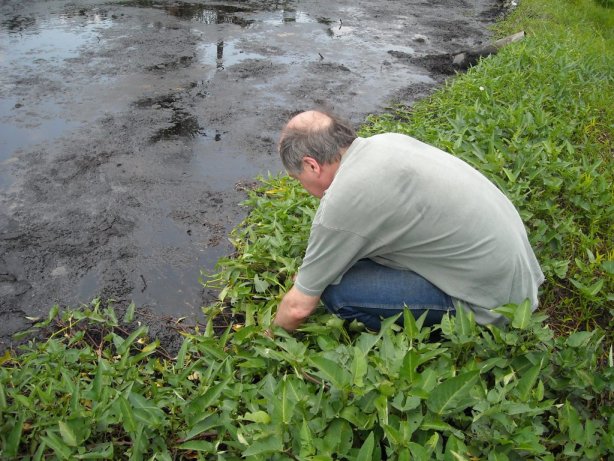 waste lagoon Malaysia