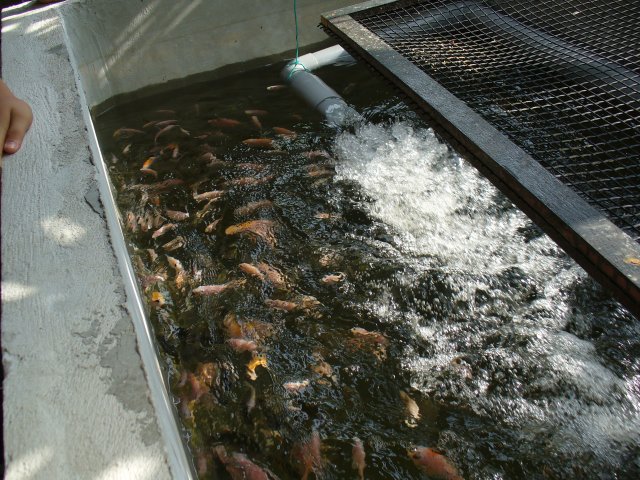 aquaculture